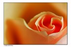 A delicate Rose