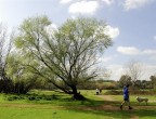 Uno dei miei primi scatti con il 16-85 (vedi qui: http://www.photo4u.it/viewtopic.php?t=278185 ).
Parco della Caffarella, un mucchio di gente all'aria aperta... una bellissima giornata...  veramente primavera!