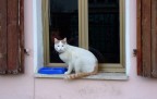 Volevo fotografare solo il micio. Solo a casa, visualizzando l'immagine a monitor, ho visto lo sguardo dietro il vetro...