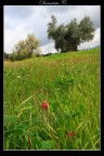 Alberi