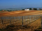 Dai vigneti del Morellino