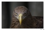 Lo sguardo