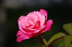 rosa in giardino