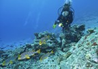 maldive - grugnitori striati e modella
