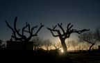alba a Ravenna