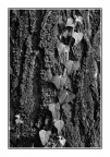 Bianco &amp; Nero con tronco d'albero e rampicante