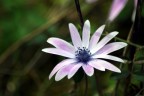 un bellissimo fiore............