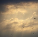 volo