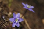 Hepatica nobilis