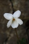 Violetta