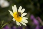 Eos 400D f/5,6 1/1000