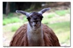 Lama