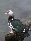 Uccelli 1