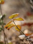 canon 30D + zeiss planar 1.7 50 mm manuale