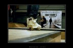 Roller Bovisa