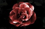 Esplosione di Rosa