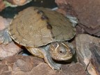 cucciolo di tartaruga acquatica..
