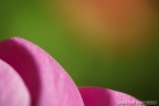 macro