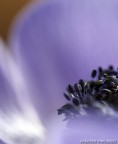 macro