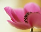 macro