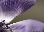 macro