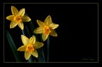 Narcisi