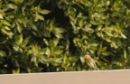 un piccolo e confidente pettirosso sulla sbarra di un cancello.