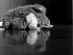 si tratta del pupazzo con cui gioca il mio cane,da questo il nome.

Suggerimenti e soprattutto critiche sempre ben accetti