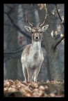 capriolo