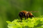 alla carica
