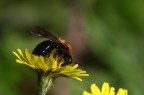 impollinato