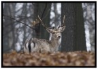 Capriolo