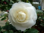 Camelia in fiore