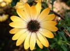 fiore...