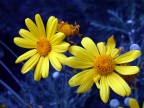 Decisamente non naturali questi colori!