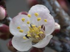 risveglio della natura