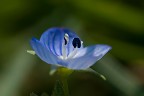 Altra macro di domenica