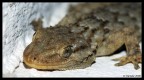 GeKo