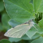 primi macro