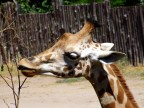 Un cucciolo di giraffa che si nutre!