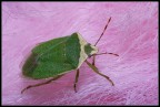 Cimice
