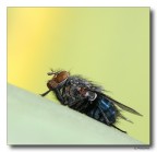 Mosca