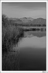 Palude Brabbia b/n