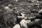 vita da cani