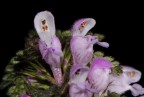 fiori di campo