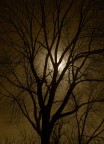 l albero 2