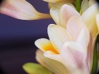 viola di primavera