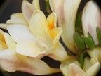 flowers 2