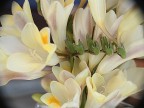 flowers3