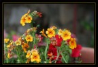 nemesia